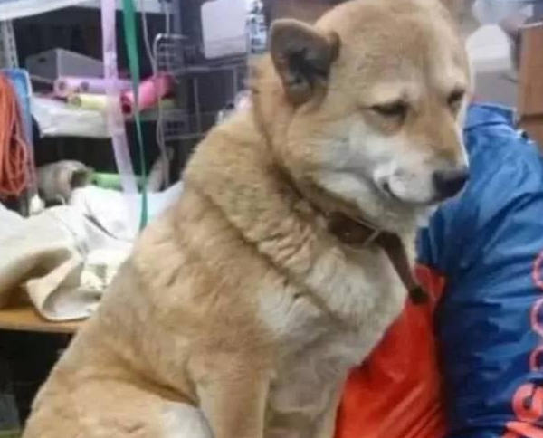 大黄狗陪主人卖菜困到不行,主人抱着它,狗狗:来生还认你当主人 大黄狗陪主人卖菜困到不行,主人抱着它,狗狗:来生还认你当主人