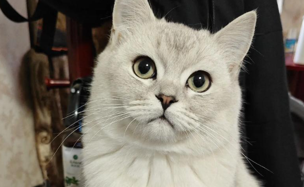 银渐层猫的生命周期：从灵动幼崽到温和老者的蜕变