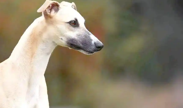 惠比特犬的被毛与颜色深度解析，值得收藏！