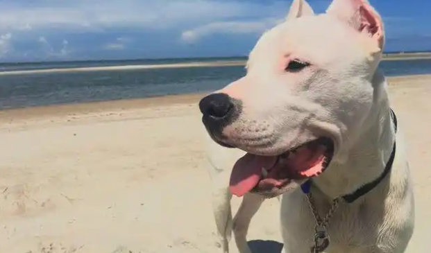 阿根廷杜高犬怎么样？寿命特点与饮食需求详解