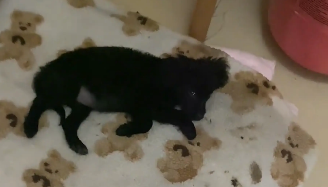 狗子自己房间干净整洁,却把捡来的东西放猫窝 狗子自己房间干净整洁,却把捡来的东西放猫窝