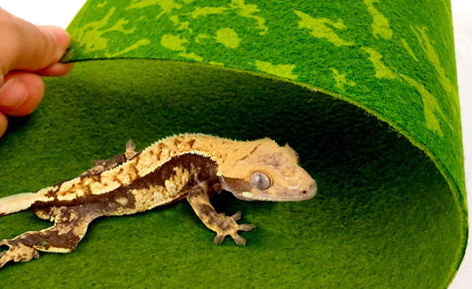 爬宠垫材哪种最好？魅族宠物地毯打造多宠适配的环保守护