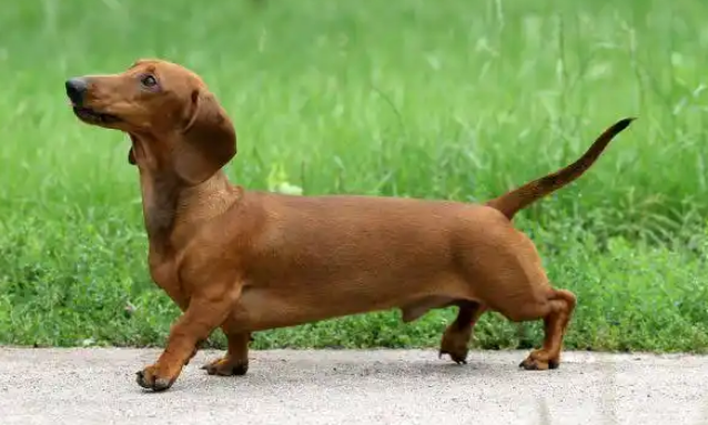 读懂腊肠犬的姿势语言:每一种姿态都是它的“心里话” 读懂腊肠犬的姿势语言:每一种姿态都是它的“心里话”