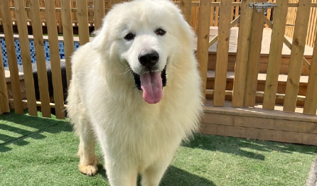 大白熊犬可以活多久?寿命影响因素与养护指南 大白熊犬可以活多久?寿命影响因素与养护指南