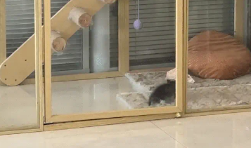 女子给小猫买猫屋忘记看尺寸,霸总从800平米的别墅中醒来 女子给小猫买猫屋忘记看尺寸,霸总从800平米的别墅中醒来