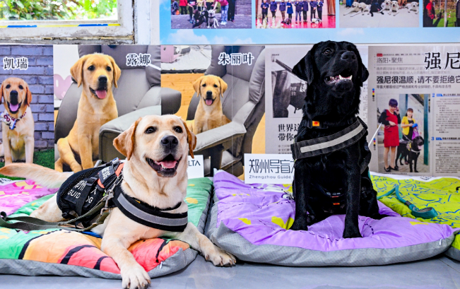 郑州导盲犬服务中心获企业捐赠，以爱意铺就导盲犬的温暖前行路