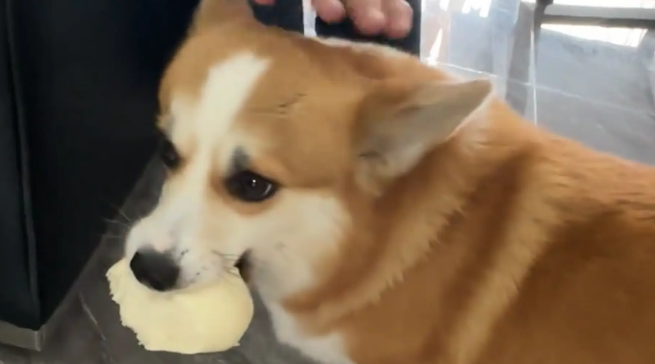 男子假装说吃柯基的馒头,柯基赶忙叼起自己的馒头 男子假装说吃柯基的馒头,柯基赶忙叼起自己的馒头