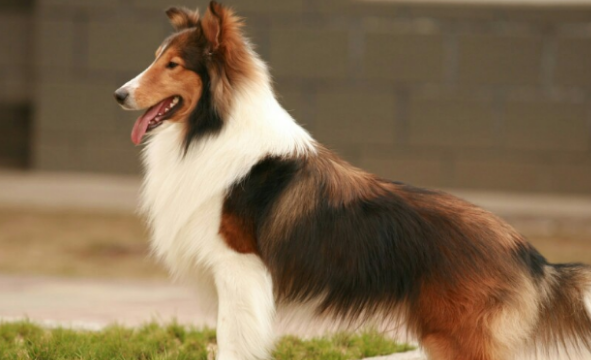 苏格兰牧羊犬能活多久？科学养护延长爱犬陪伴时光
