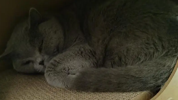 网友吐槽妈妈中式育儿式养猫,本以为是夸张,结果… 网友吐槽妈妈中式育儿式养猫,本以为是夸张,结果…