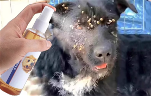 纠结宠物杀虫剂选什么牌子？马寺验方的优势能帮你做决定