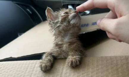 猫咪腹泻期间吃什么 猫咪腹泻期间吃什么