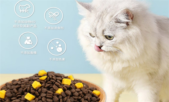 2025年幼猫猫粮哪种牌子的好？许愿仔让挑食小猫主动扒碗