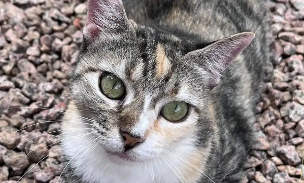 猫咪腹泻带血是感染寄生虫了吗 猫咪腹泻带血是感染寄生虫了吗