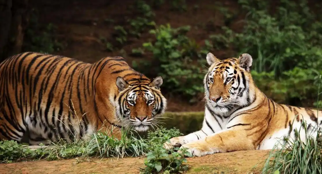 虎毒不食子?云南一200斤老虎产下死崽当即吃掉 虎毒不食子?云南一200斤老虎产下死崽当即吃掉