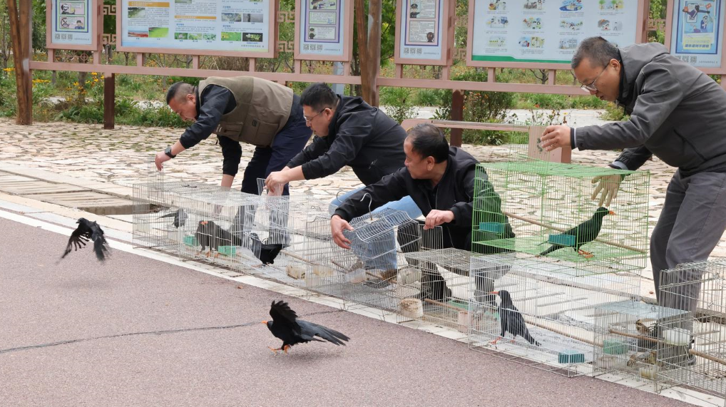 太原放生48只野生鸟类 太原放生48只野生鸟类