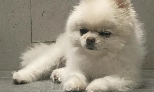 狗狗频繁咳嗽是感冒了吗 狗狗频繁咳嗽是感冒了吗