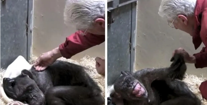 59岁黑猩猩拒绝进食,直到听到了熟悉的声音后,奇迹居然发生了 59岁黑猩猩拒绝进食,直到听到了熟悉的声音后,奇迹居然发生了