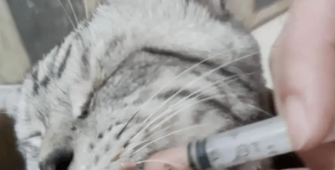 小姐姐发现一只被苍蝇包围的流浪猫,幸好小姐姐比死神先来到 小姐姐发现一只被苍蝇包围的流浪猫,幸好小姐姐比死神先来到