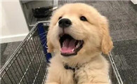 狗狗得了尿道炎有什么症状