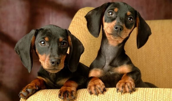 腊肠犬对主人忠心吗?看完你就知道了 腊肠犬对主人忠心吗?看完你就知道了