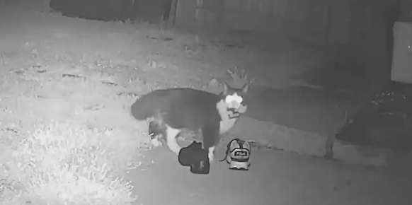 流浪猫叼走居民几十只鞋藏到天台，被宁波民警“逮捕”