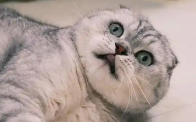 银渐层猫智商大揭秘：这货怕不是偷偷装了 “小脑袋”？