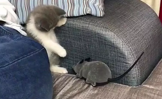 小奶猫被玩具老鼠吓到:妈妈救命啊,这里有老鼠! 小奶猫被玩具老鼠吓到:妈妈救命啊,这里有老鼠!