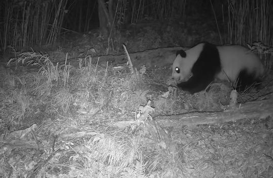 干饭啦!绵阳野生大熊猫开启“贴秋膘”模式 干饭啦!绵阳野生大熊猫开启“贴秋膘”模式