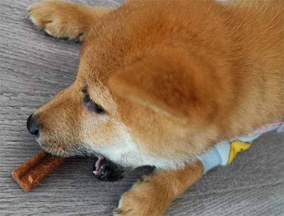 狗零食10大品牌推荐哪款?益和鸡肉磨牙棒值得一试! 狗零食10大品牌推荐哪款?益和鸡肉磨牙棒值得一试!