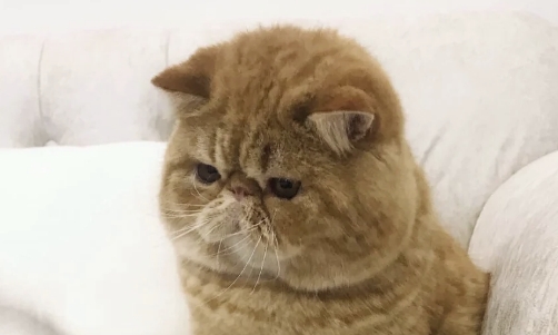 猫咪腹泻时吃什么食物 猫咪腹泻时吃什么食物