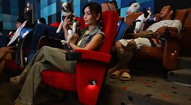 为拉流伦敦电影院“讨好”宠物,狗狗可免票陪主人看电影 为拉流伦敦电影院“讨好”宠物,狗狗可免票陪主人看电影