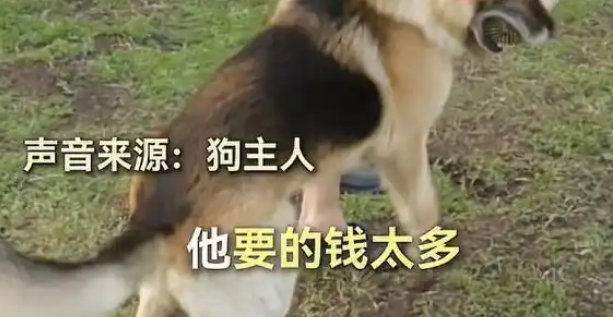 女子骑车被狗撞倒身亡,狗主人就在旁边!狗主人:赔不起 女子骑车被狗撞倒身亡,狗主人就在旁边!狗主人:赔不起