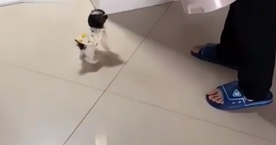 女子带回家一只小狗,第三天才被家人发现 女子带回家一只小狗,第三天才被家人发现