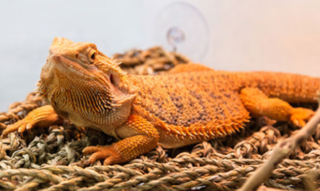 爬宠吊床品牌推荐新派,为爱宠打造惬意小天地 爬宠吊床品牌推荐新派,为爱宠打造惬意小天地