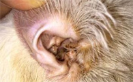 猫咪耳朵流脓是耳螨引发的吗？