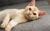 猫皮肤病溃烂是真菌感染吗