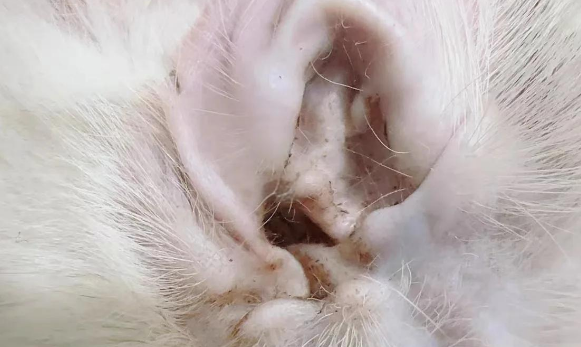 猫咪有耳螨是什么症状