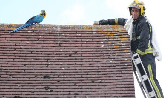 会三国语言鹦鹉被困屋顶三天,消防员来救时竟爆粗口 会三国语言鹦鹉被困屋顶三天,消防员来救时竟爆粗口