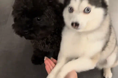 两只狗性格差异大,一只会握手,另一只不会 两只狗性格差异大,一只会握手,另一只不会