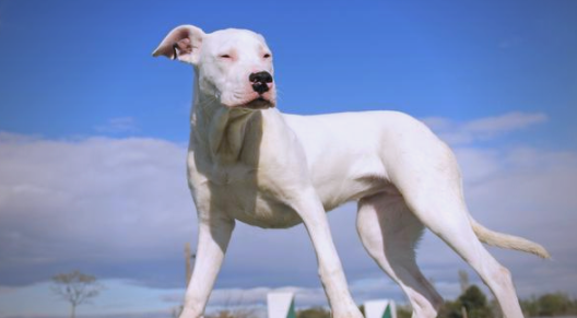 阿根廷杜高犬怎么样？寿命特点与饮食需求详解