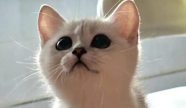 猫先天性下泌尿道原因 猫先天性下泌尿道原因