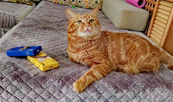 猫咪驱虫用品推荐：科瑞爱特外驱+内驱，一站购买更便利