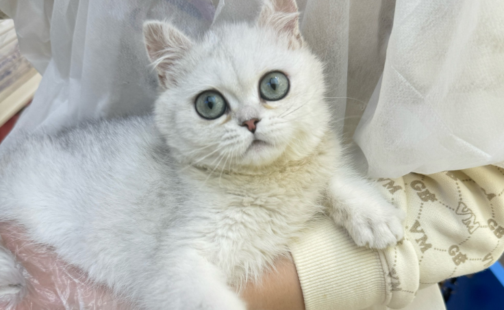 银渐层猫掉毛严重怎么办?实用方法大揭秘 银渐层猫掉毛严重怎么办?实用方法大揭秘