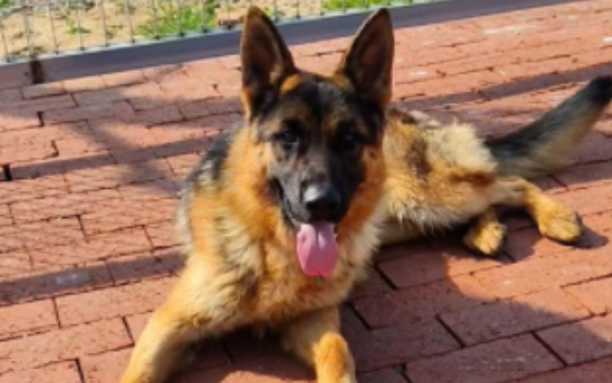 德国牧羊犬的平均寿命有多久?通常为9到13年 德国牧羊犬的平均寿命有多久?通常为9到13年