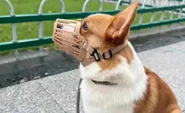 新政策发布：狗咬人，拒清理犬便，不仅赔钱还要坐牢