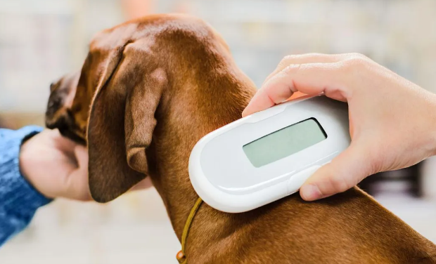 从身份标识到智慧互联:宠物芯片如何重塑我们与毛孩的未来 从身份标识到智慧互联:宠物芯片如何重塑我们与毛孩的未来