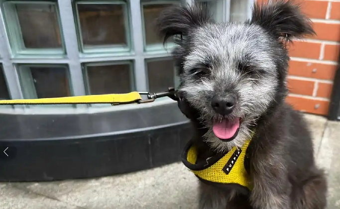 孙俪在菜市场捡了一只狗,起名叫九菜 孙俪在菜市场捡了一只狗,起名叫九菜