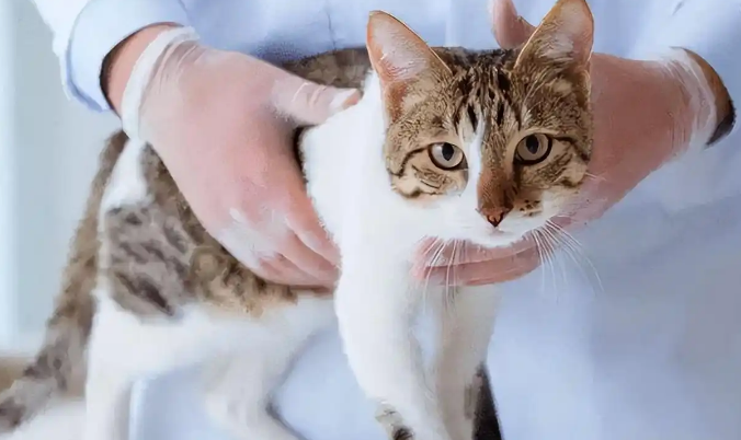 猫咪气管炎出现咳嗽该怎么缓解 猫咪气管炎出现咳嗽该怎么缓解