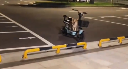 男子遛狗,狗子跑了,结果狗子在自家电动车上坐着 男子遛狗,狗子跑了,结果狗子在自家电动车上坐着