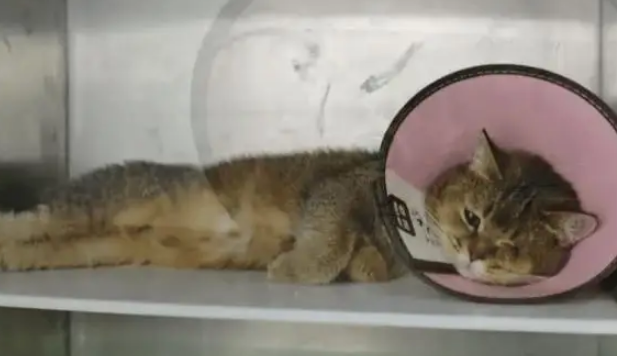 街边发现一只流浪猫，身上都是被人打伤的痕迹，依旧亲人